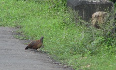 Galloperdix lunulata