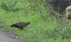 Galloperdix lunulata