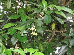 Acronychia pedunculata