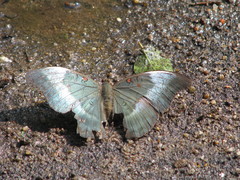 Dophla evelina