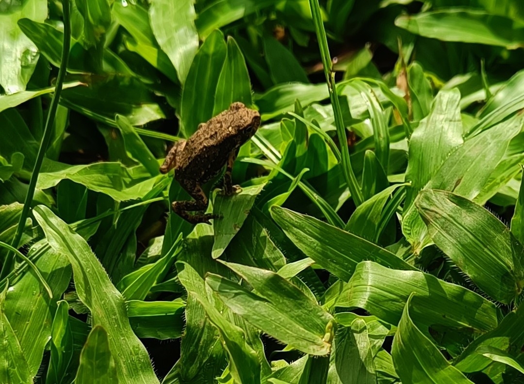 Indian Common True Toad