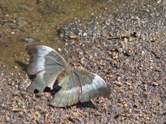 Dophla evelina