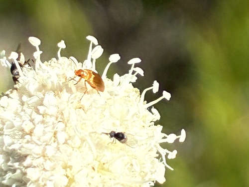 iNaturalist observation photo of Eusphalerum