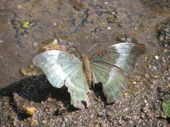Dophla evelina