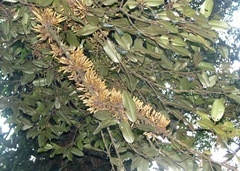 Cullenia exarillata