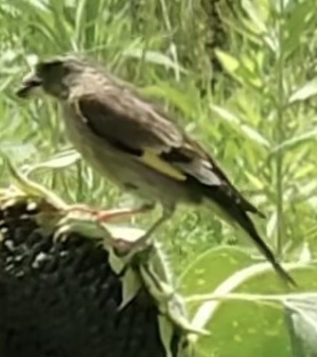 Oriental Greenfinch