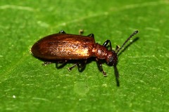 Lagriinae