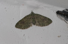 Acasis viretata