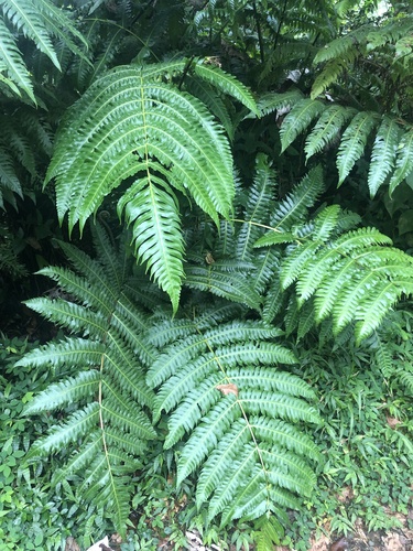 Cyathea horrida, photograph 5