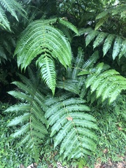 Cyathea horrida, photograph (c) Andrew Conboy, some rights reserved (CC BY)