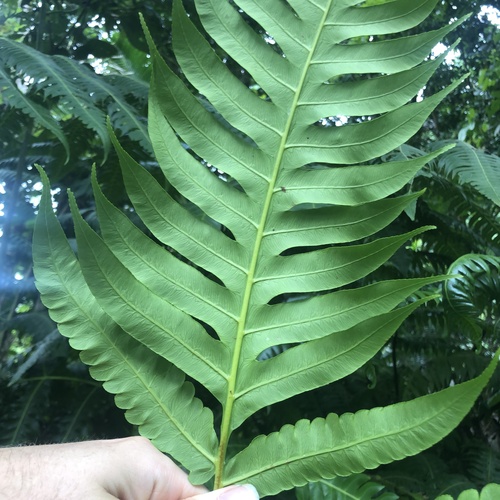 Cyathea horrida, photograph 6