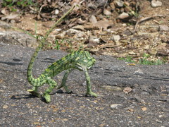 Chamaeleo zeylanicus