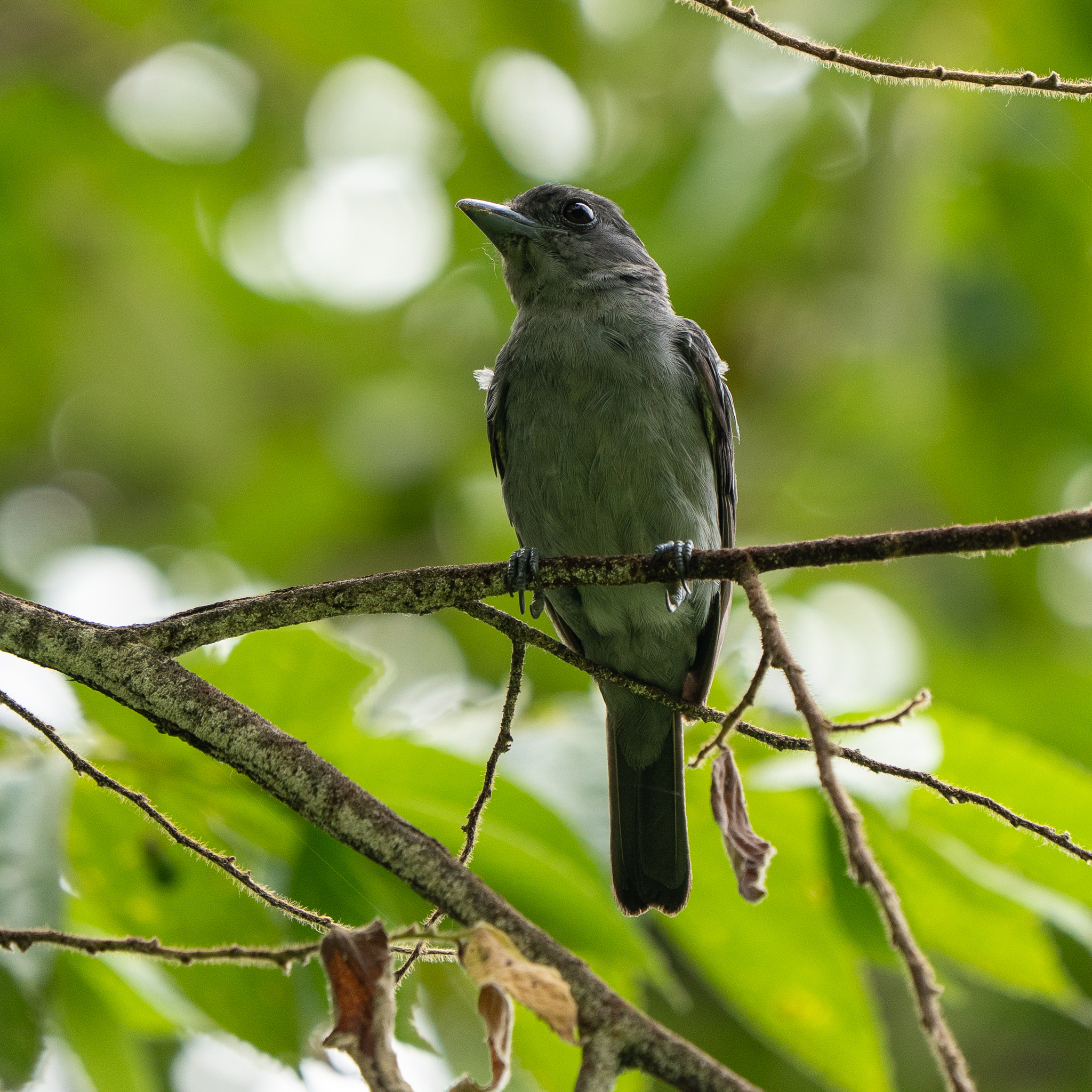 One-colored Becard (Pachyramphus homochrous), photo 2