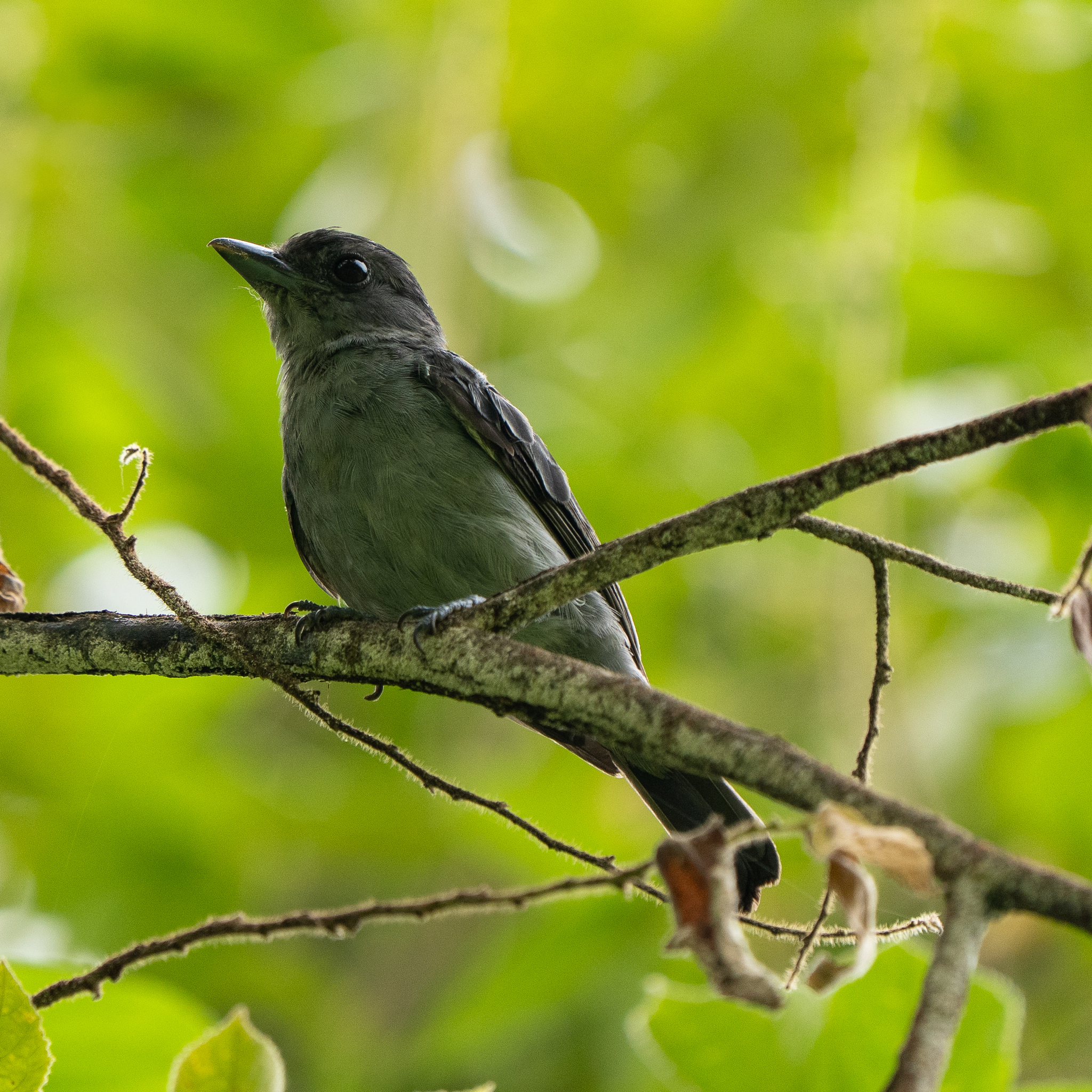 One-colored Becard (Pachyramphus homochrous), photo 1