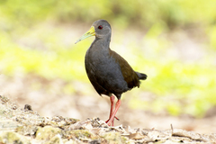 Blackish Rail photo 1