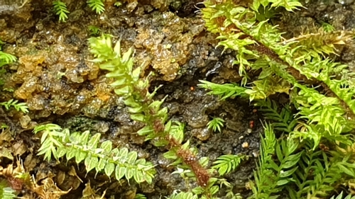 Racopilum cuspidigerum
