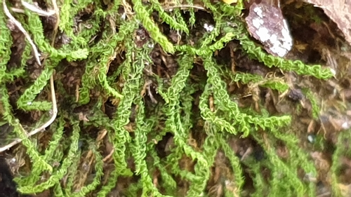 Racopilum cuspidigerum