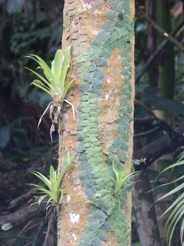 Bejuco De Lira (Marcgravia rectiflora)