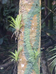 Marcgravia rectiflora, photograph (c) Andrew Conboy, some rights reserved (CC BY)