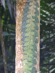 Marcgravia rectiflora, photograph (c) Andrew Conboy, some rights reserved (CC BY)