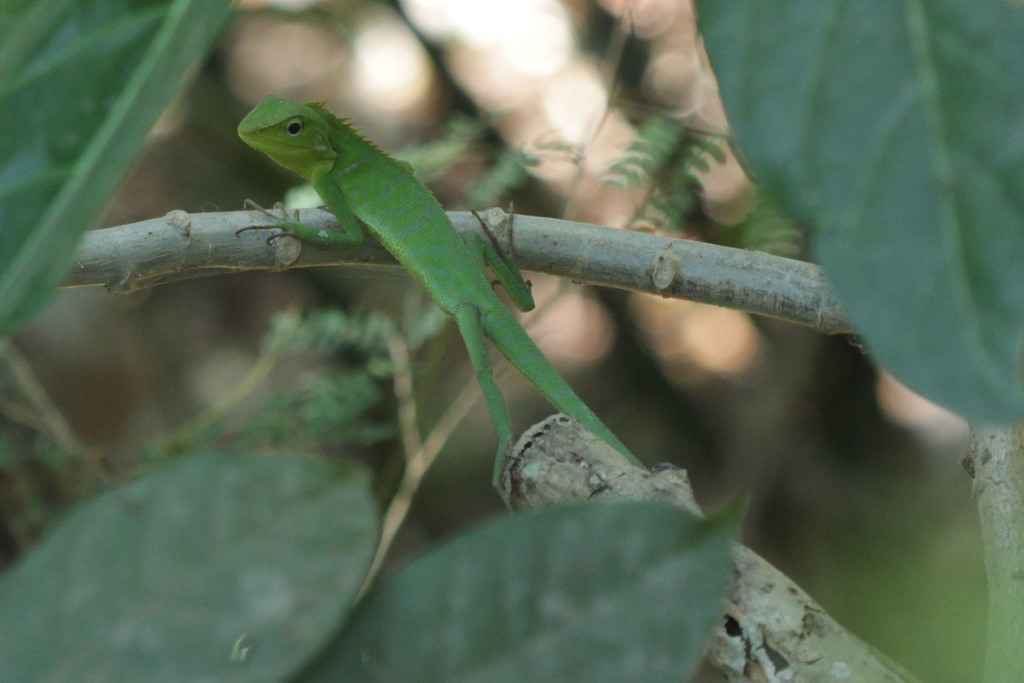 Great Crested Canopy Lizard in October 2019 by Franz Anthony · iNaturalist