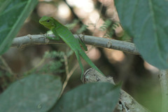 Bronchocela jubata