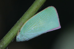 Sanurus