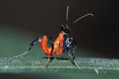 Hymenopus coronatus