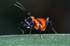 Hymenopus coronatus