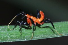 Hymenopus coronatus