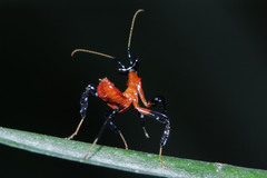 Hymenopus coronatus