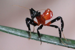 Hymenopus coronatus