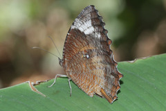 Elymnias hypermnestra