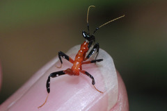 Hymenopus coronatus