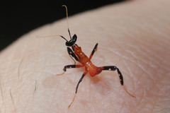 Hymenopus coronatus
