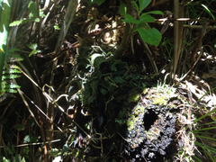 Brachyglottis kirkii