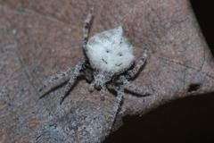 Araneidae