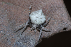 Araneidae