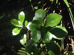 Brachyglottis kirkii