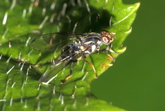 Dacinae