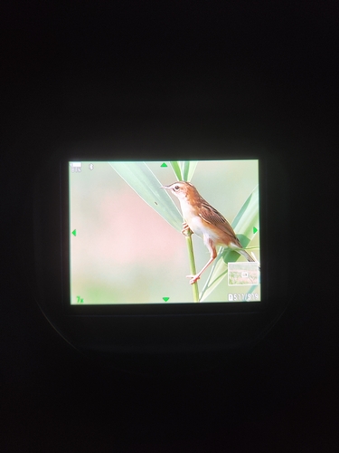 Zitting Cisticola
