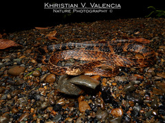 Chironius grandisquamis