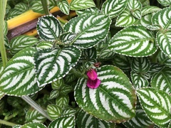 Impatiens marianae