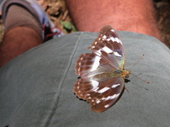 Argynnis sagana