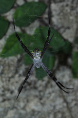 Argiope appensa