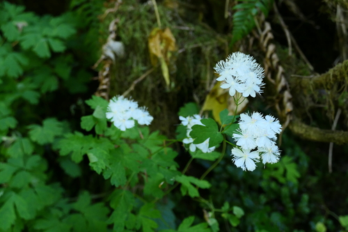 Willamette False Rue Anemone (Enemion hallii)