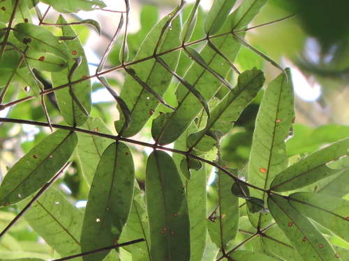 Andira fraxinifolia