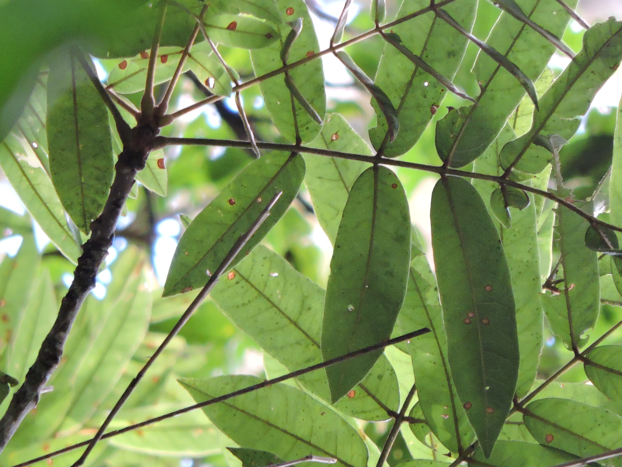 Cabbage Tree (Andira fraxinifolia)