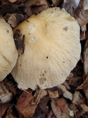 Agrocybe rivulosa