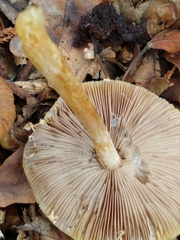Agrocybe rivulosa
